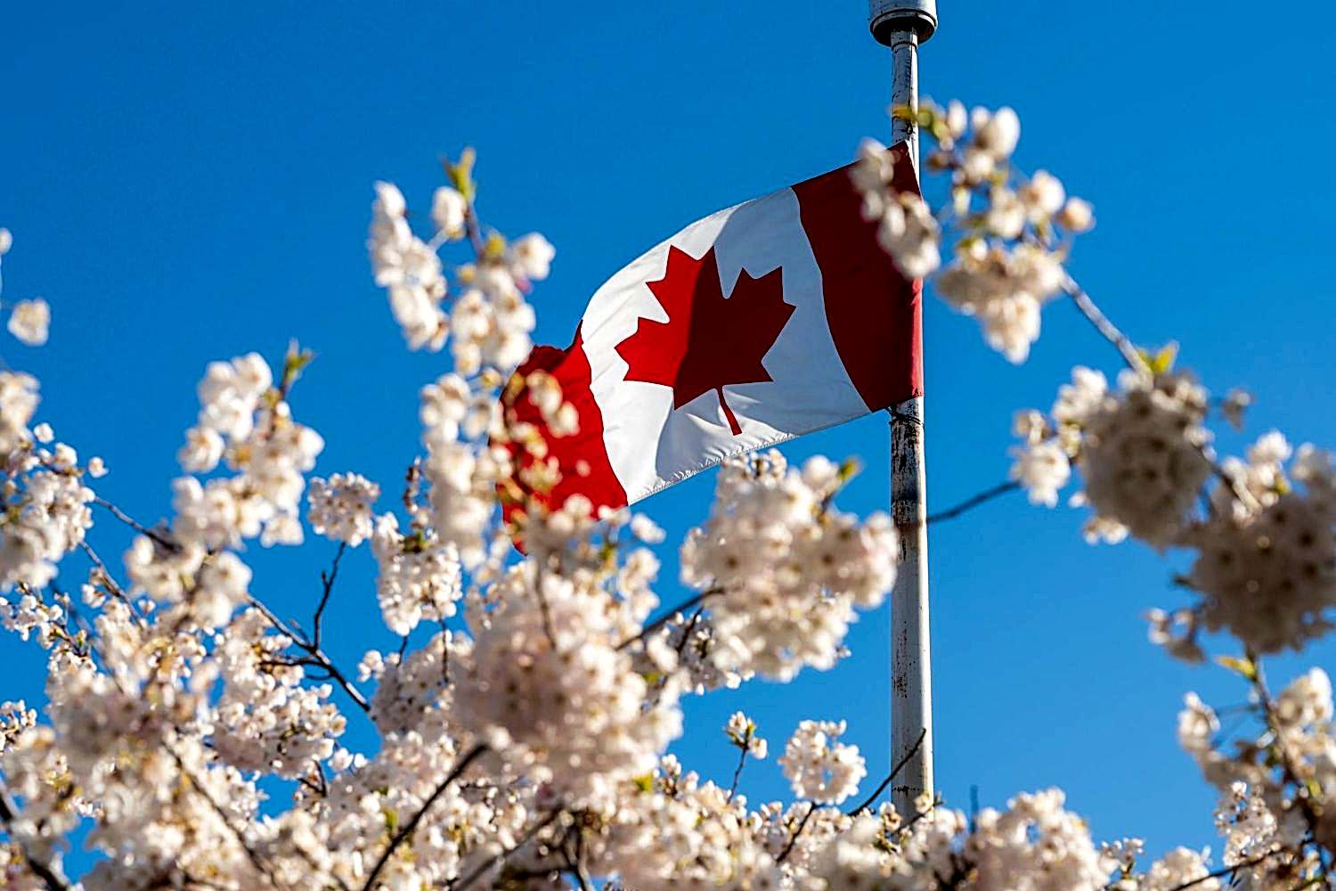 How Mandamus Just Got Easier for Stalled Canadian Immigration Cases